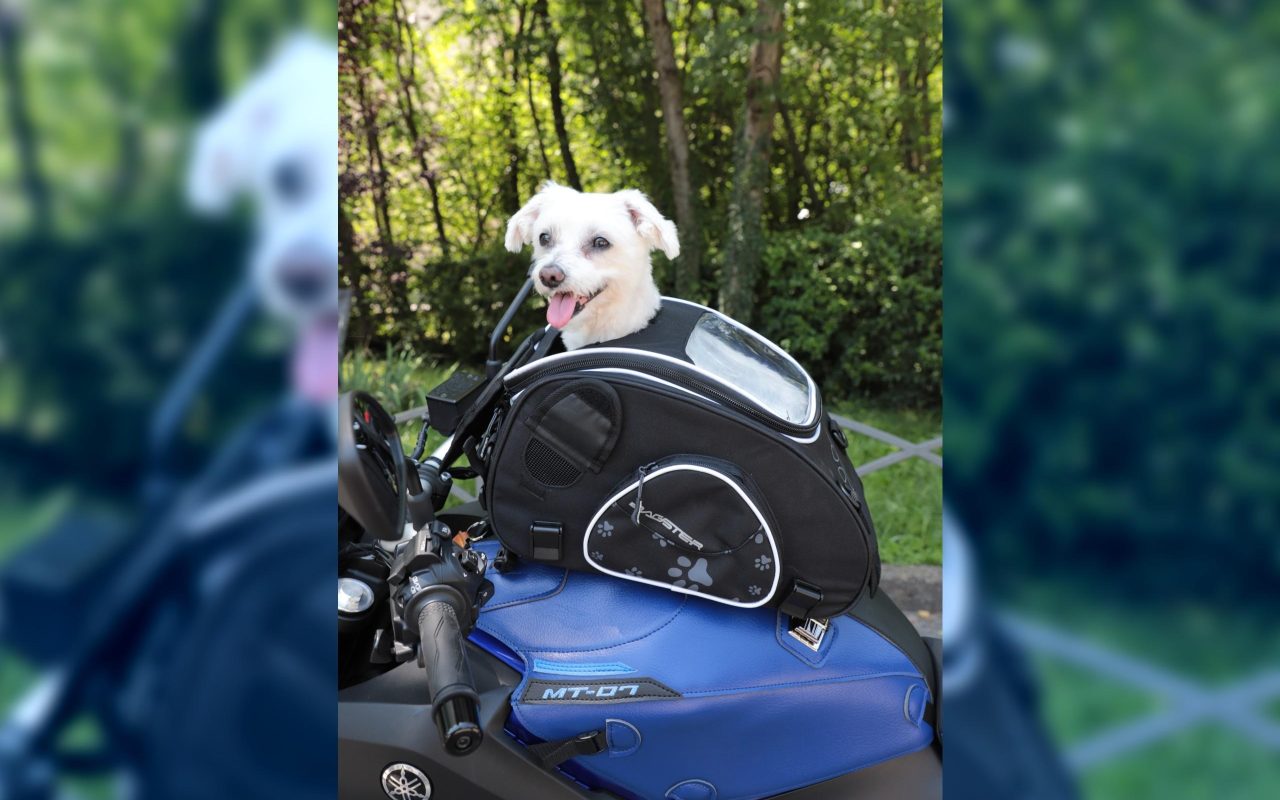 Want to ride with your dog? There’s a tank bag for that
